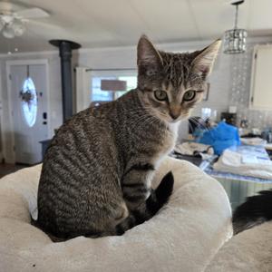 Eli - C10760 KJ (bonded with Emory), young, available for adoption