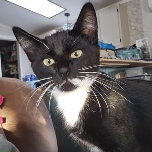 Emory C-10758 KJ (Bonded with Eli), young, available for adoption