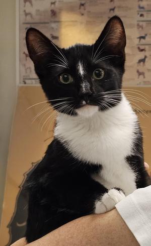 Tucker - (bk), kitten, available for adoption