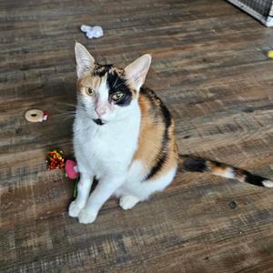 A calico cat sitting on a wooden floor, looking directly at the camera with its ears perked up. The cat has a white chest, brown and black patches on its back, and a striped tail. There are some small toys nearby, including a pink flower and a circular object.