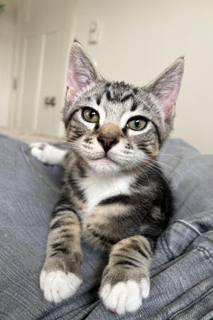 A tabby kitten with green eyes and white paws is sitting on a gray fabric surface, looking directly at the camera.