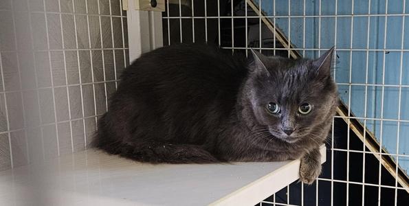 Rosalynn, adult, available for adoption