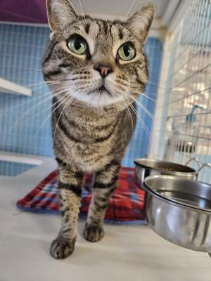 A tabby cat with green eyes standing on a red and blue checkered mat, looking directly at the camera.