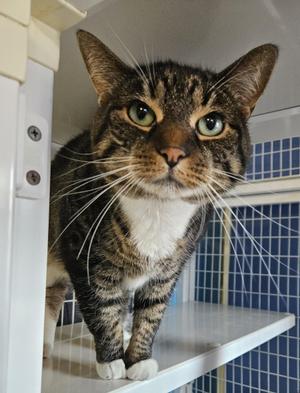Kazoo, senior, available for adoption