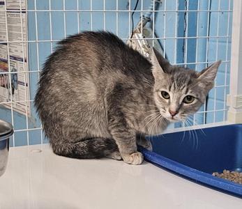 Furrgie, adult, available for adoption