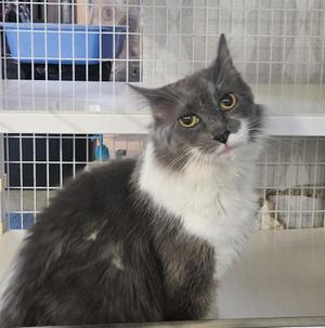 A gray and white cat with yellow eyes sitting in a cage.