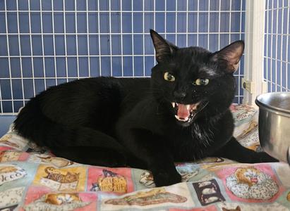 Meowcaroni, adult, available for adoption