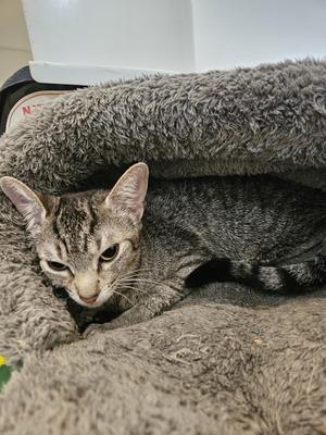 A tabby cat lying in a fuzzy grey cat bed.