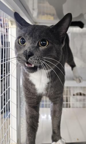 Kinski - FIV Positive, adult, available for adoption