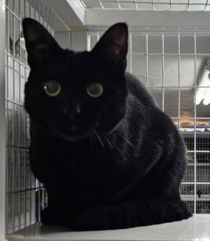 Lapras, adult, available for adoption