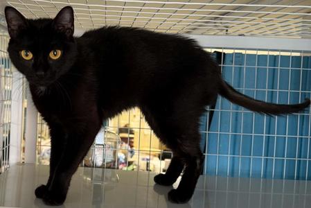 Manon, adult, available for adoption