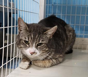 Biggums, adult, available for adoption