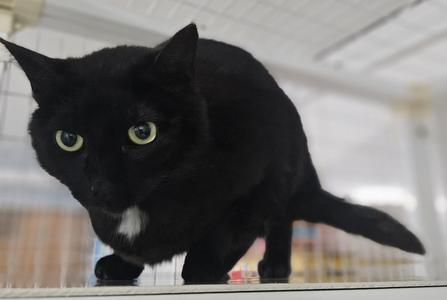 Ukulele, adult, available for adoption
