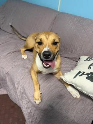 A brown and white dog lying on a gray couch with its tongue out, next to a pillow with a paw print design.