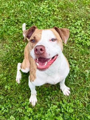 Dallas, Mixed Breed, adult, available for adoption