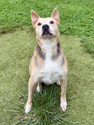 A dog sitting on grass with its ears perked up, looking directly at the camera.