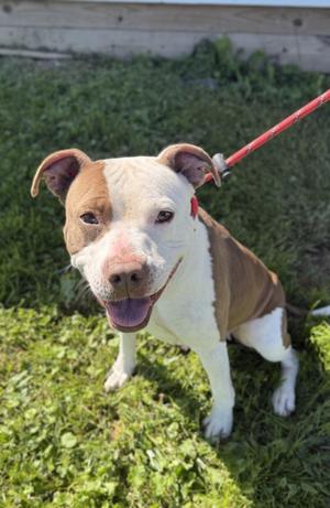 Bugsy, Mixed Breed, adult, available for adoption
