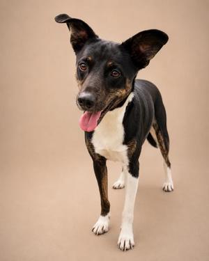 A black and white dog with a pink tongue sticking out, standing on a beige background.