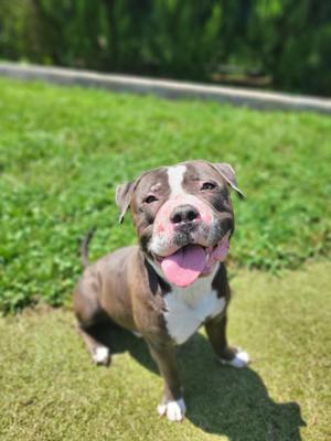 Butters, Bulldog, adult, available for adoption