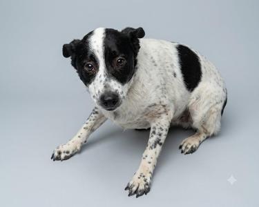 A small dog with black and white spotted fur sitting against a plain grey background.
