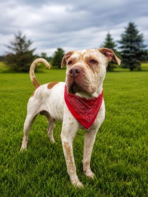 Bruce Lee, Shar-Pei / Pit Bull Terrier, adult, available for adoption