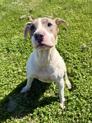 Bruno, Pit Bull Terrier, adult, available for adoption