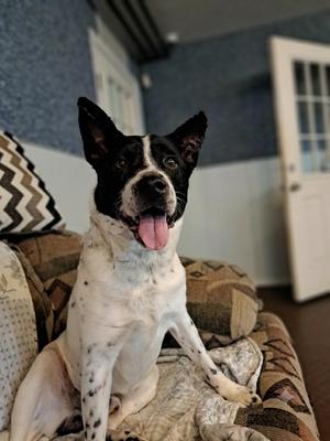 Jack, Australian Cattle Dog / Blue Heeler, adult, available for adoption