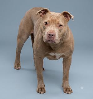 A brown pit bull dog standing on a light blue background
