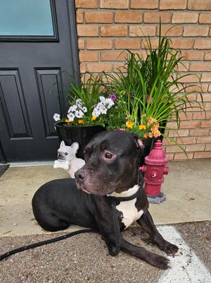 Birdie, Pit Bull Terrier, adult, available for adoption