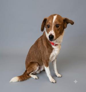 A small brown and white dog with a red collar sitting on a grey background.