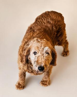 A brown, curly-haired dog standing on a light-colored surface, looking directly at the camera.