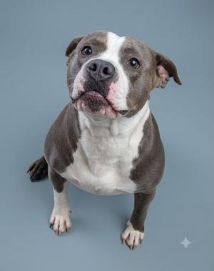 A gray and white pit bull dog standing on a gray background.