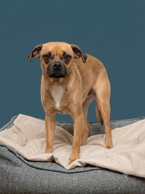 A tan dog with a black muzzle standing on a grey dog bed against a dark blue background.