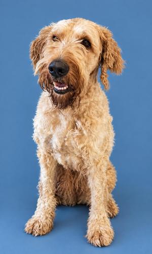 A fluffy, light brown dog with a shaggy coat sitting on a blue background.