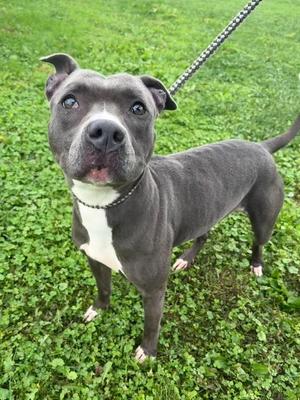 Rhonda, Mixed Breed, adult, available for adoption