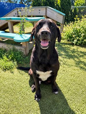Preacher, Black Labrador Retriever, adult, available for adoption