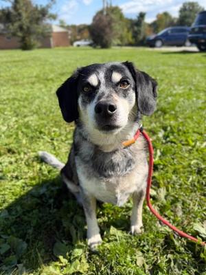 Boone, Beagle, adult, available for adoption