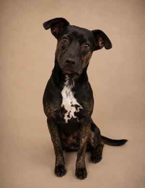 Cabbage, Terrier, adult, available for adoption
