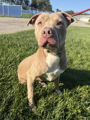 Roomba, Mixed Breed, adult, available for adoption