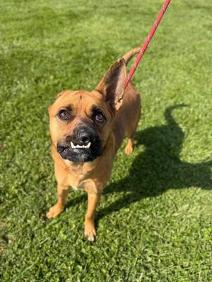 A brown dog with a red leash standing on a grassy field.
