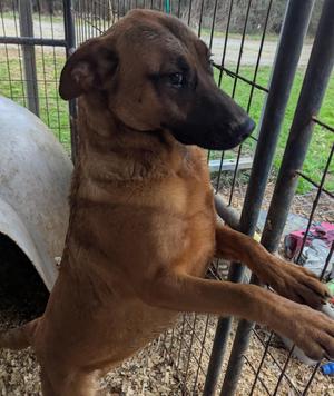 FRAN, German Shepherd Dog / Pit Bull Terrier, young, available for adoption