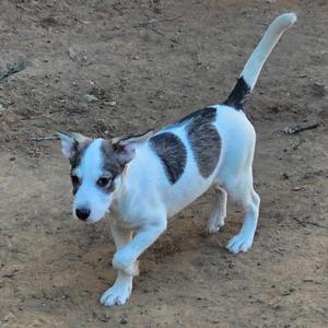 A white and brown dog with a long tail walking on a dirt ground.