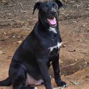 a black dog with a white chest patch sitting on dirt