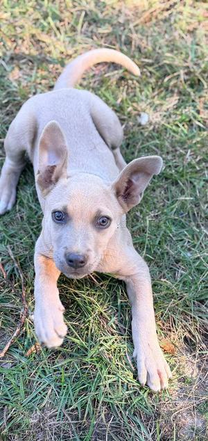 FINLEY, Pit Bull Terrier, puppy, available for adoption