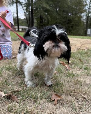 ACE, Shih Tzu, young, available for adoption