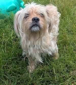 COOPER, Shih Tzu / Yorkshire Terrier, senior, available for adoption
