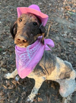 DAWN, Standard Poodle, young, available for adoption