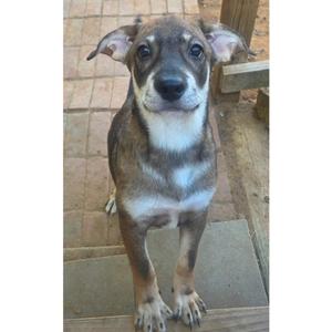 ARCHIE, Chihuahua / Jack Russell Terrier, puppy, available for adoption