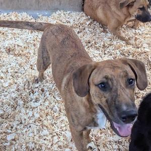 A brown and black dog with a white chest and a long tail is standing on wood chips. Another dog is partially visible in the background.