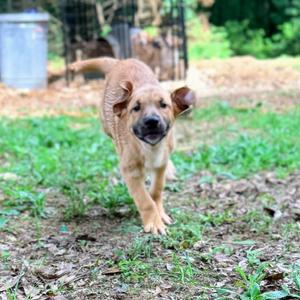 ASTRID, Labrador Retriever / Shepherd, puppy, available for adoption